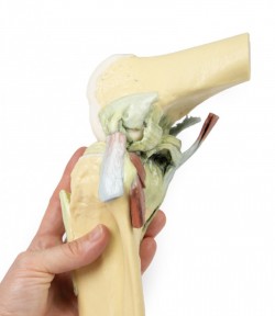 Wydruk  anatomiczny - staw kolanowy w pozycji zgięciowej - zdjecie nr: 9