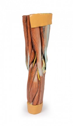 Wydruk anatomiczny 3D - mięśnie kończyny dolnej - zdjecie nr: 6