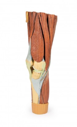 Wydruk anatomiczny 3D - mięśnie kończyny dolnej - zdjecie nr: 8