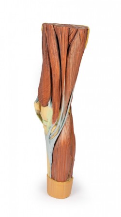 Wydruk anatomiczny 3D - mięśnie kończyny dolnej - zdjecie nr: 9