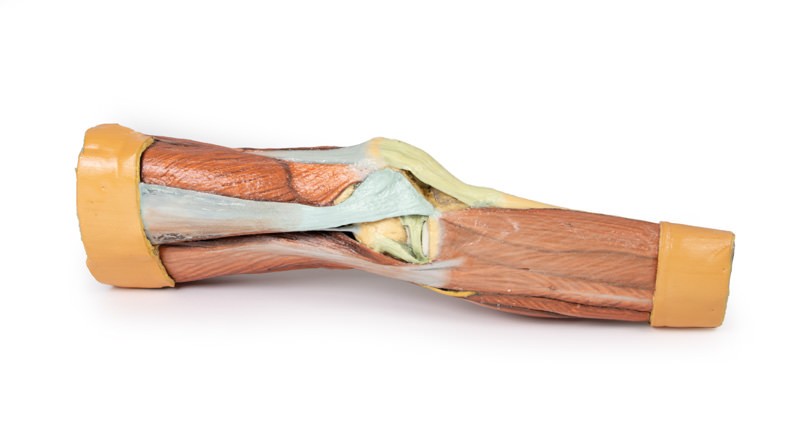 Wydruk anatomiczny 3D - mięśnie kończyny dolnej - zdjecie nr: 1