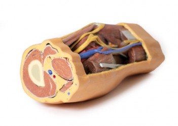 Wydruk  anatomiczny 3D - dół podkolanowy - zdjecie nr: 4