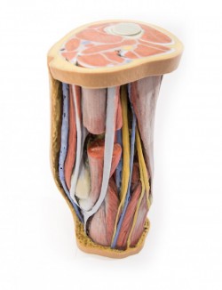 Wydruk anatomiczny 3D - dół podkolanowy - zdjecie nr: 2