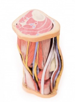 Wydruk anatomiczny 3D - dół podkolanowy - zdjecie nr: 1