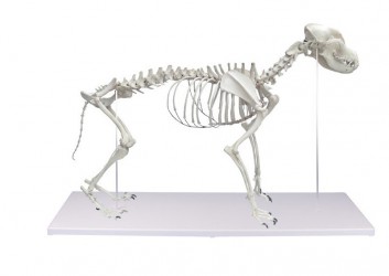 Model szkieletu psa, naturalna wielkość, sztuczny - zdjecie nr: 2