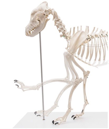 Model szkieletu psa, naturalna wielkość, sztuczny - zdjecie nr: 1