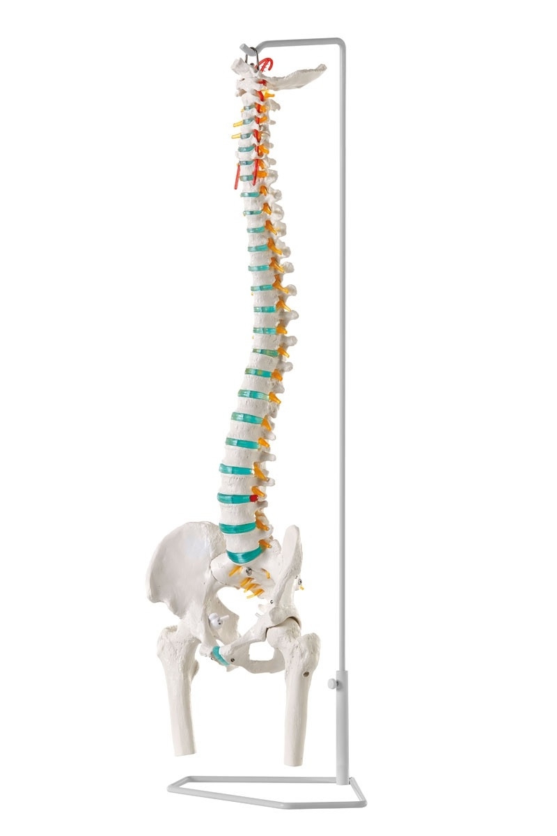 Model kręgosłupa z kośćmi udowymi i dyskopatią L3/L4, elastyczny - zdjecie nr: 1