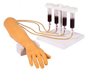 Model ramienia do nauki wkłuć dożylnych z dłonią - zdjecie nr: 1