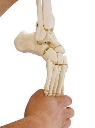 Szkielet kończyny dolnej człowieka + obręcz + elastyczna stopa - zdjecie nr: 2