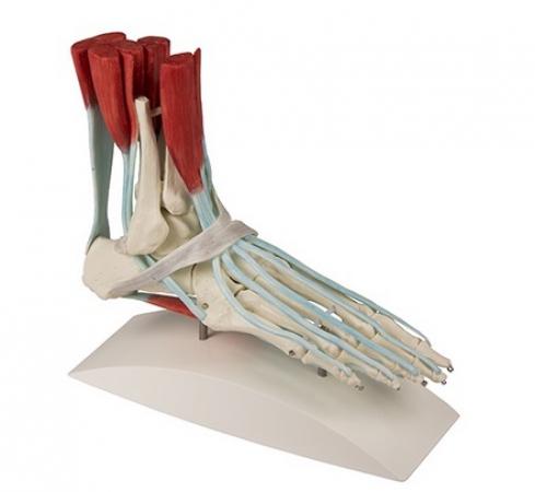 Model stopy z mięśniami i więzadłami - zdjecie nr: 2