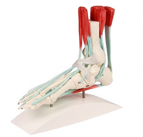 Model stopy z mięśniami i więzadłami - zdjecie nr: 1