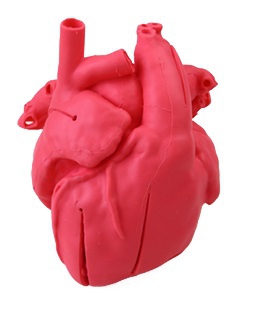 Pediatryczny model serca z transpozycją wielkich naczyń (ccTGA) oraz wadą wrodzoną typu VSD - zdjecie nr: 1