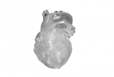 Profesjonalny model serca, transparentny - zdjecie nr: 1