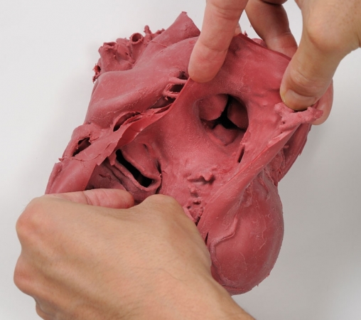Profesjonalny model serca, 2x powiększenie - zdjecie nr: 2