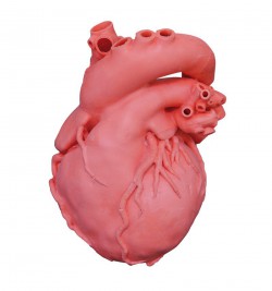 Profesjonalny model serca, 2x powiększenie - zdjecie nr: 1