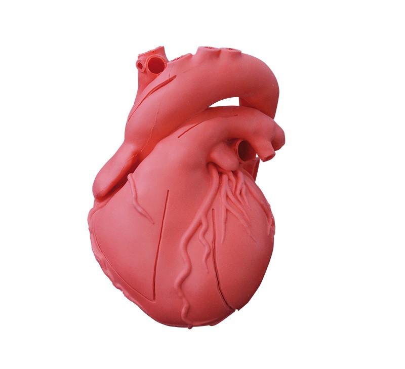 Elastyczny model serca, wersja dydaktyczna - zdjecie nr: 1