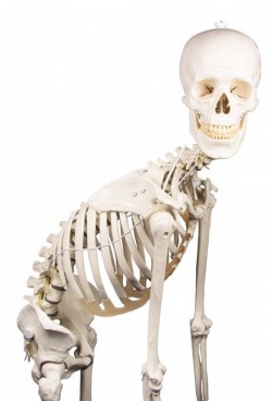 Hugo - dydaktyczny szkielet z ruchomym (elastycznym) kręgosłupem - zdjecie nr: 3
