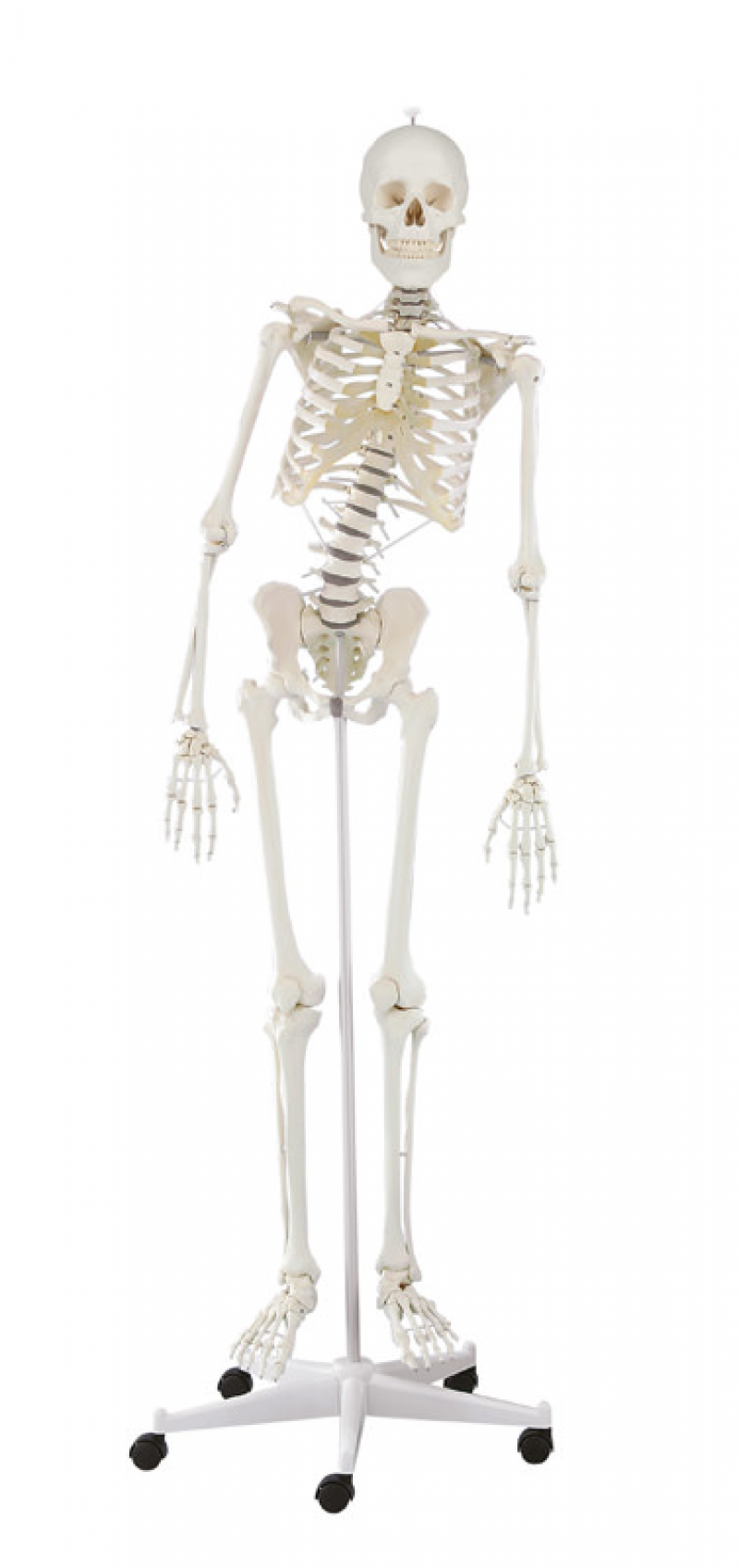 Hugo - dydaktyczny szkielet z ruchomym (elastycznym) kręgosłupem - zdjecie nr: 1