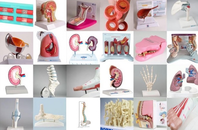 Modele anatomiczne na zamówienie do edukacji pacjentów - zdjecie nr: 2