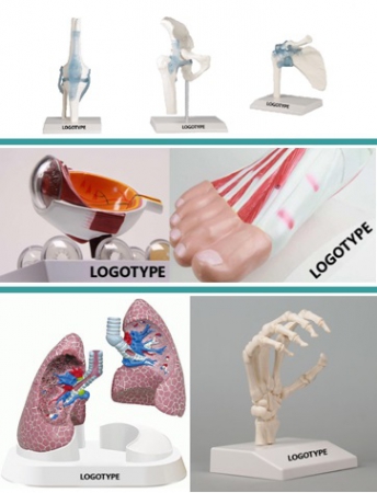 Modele anatomiczne na zamówienie do edukacji pacjentów - zdjecie nr: 3