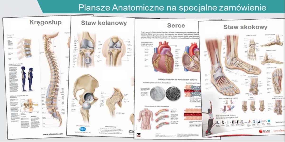 Plansze anatomiczne i  materiały drukowane na zamówienie do edukacji Pacjentów - zdjecie nr: 1
