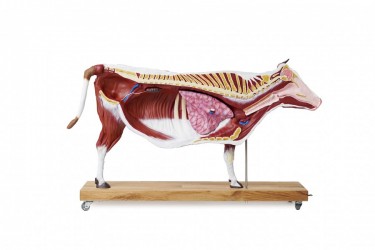 Dydaktyczny Model Krowy, 15 części, 1/3 naturalnych rozmiarów - zdjecie nr: 2