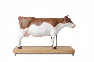 Dydaktyczny Model Krowy, 15 części, 1/3 naturalnych rozmiarów - zdjecie nr: 4