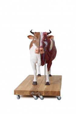 Dydaktyczny Model Krowy, 15 części, 1/3 naturalnych rozmiarów - zdjecie nr: 5