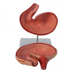 Model żołądka świni, 2 części - zdjecie nr: 2