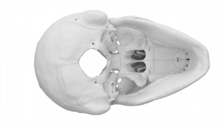 Model czaszki anatomicznej, 4 części - zdjecie nr: 2