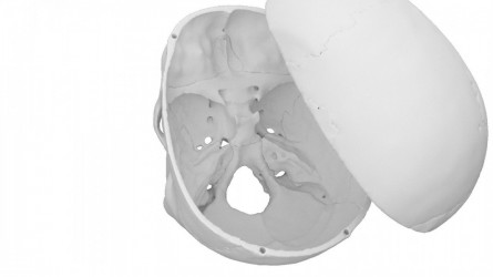 Model czaszki anatomicznej, 4 części - zdjecie nr: 3