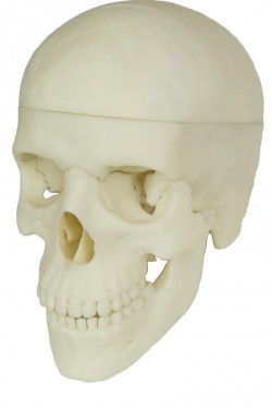 Model czaszki anatomicznej, 4 części - zdjecie nr: 4