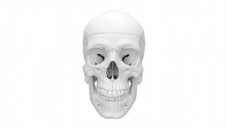 Model czaszki anatomicznej, 4 części - zdjecie nr: 1