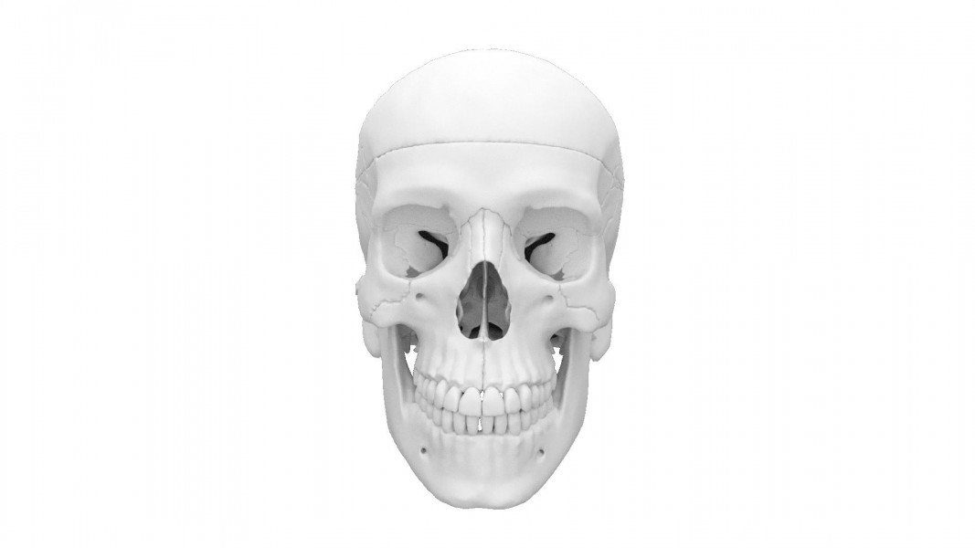 Model czaszki anatomicznej, 4 części - zdjecie nr: 1
