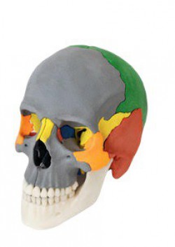 Model czaszki anatomicznej, 12 części - zdjecie nr: 1