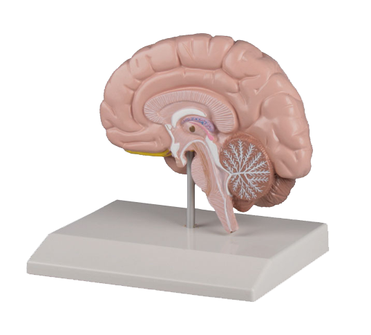 Prawa półkula mózgowa  - zdjecie nr: 1