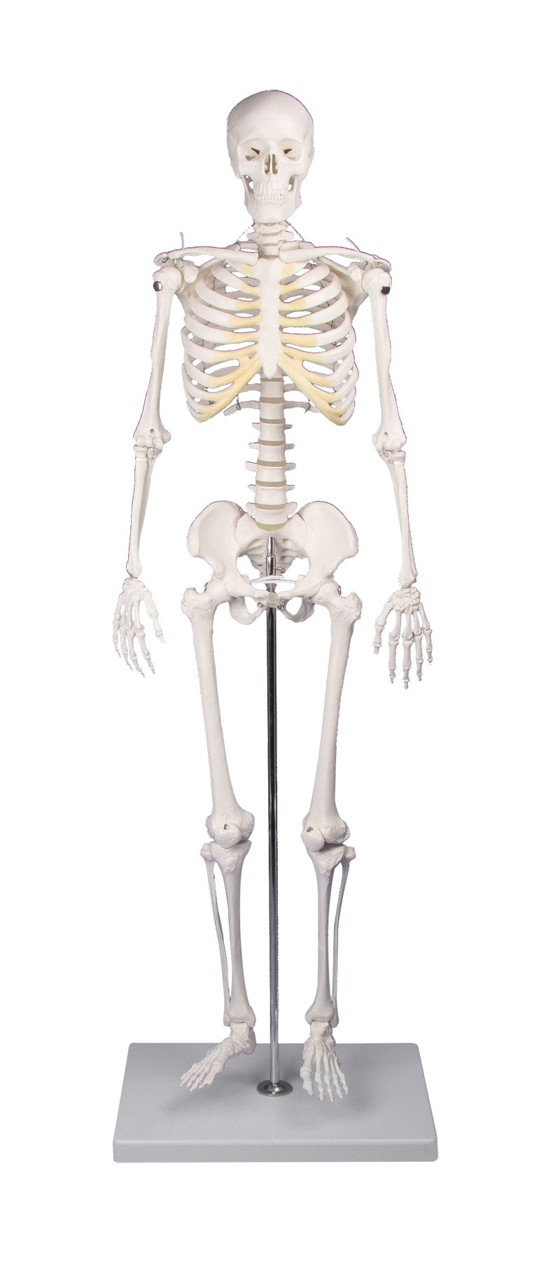 Miniatura szkieletu ludzkiego "Tom", 1/2 naturalnej wielkości - zdjecie nr: 1