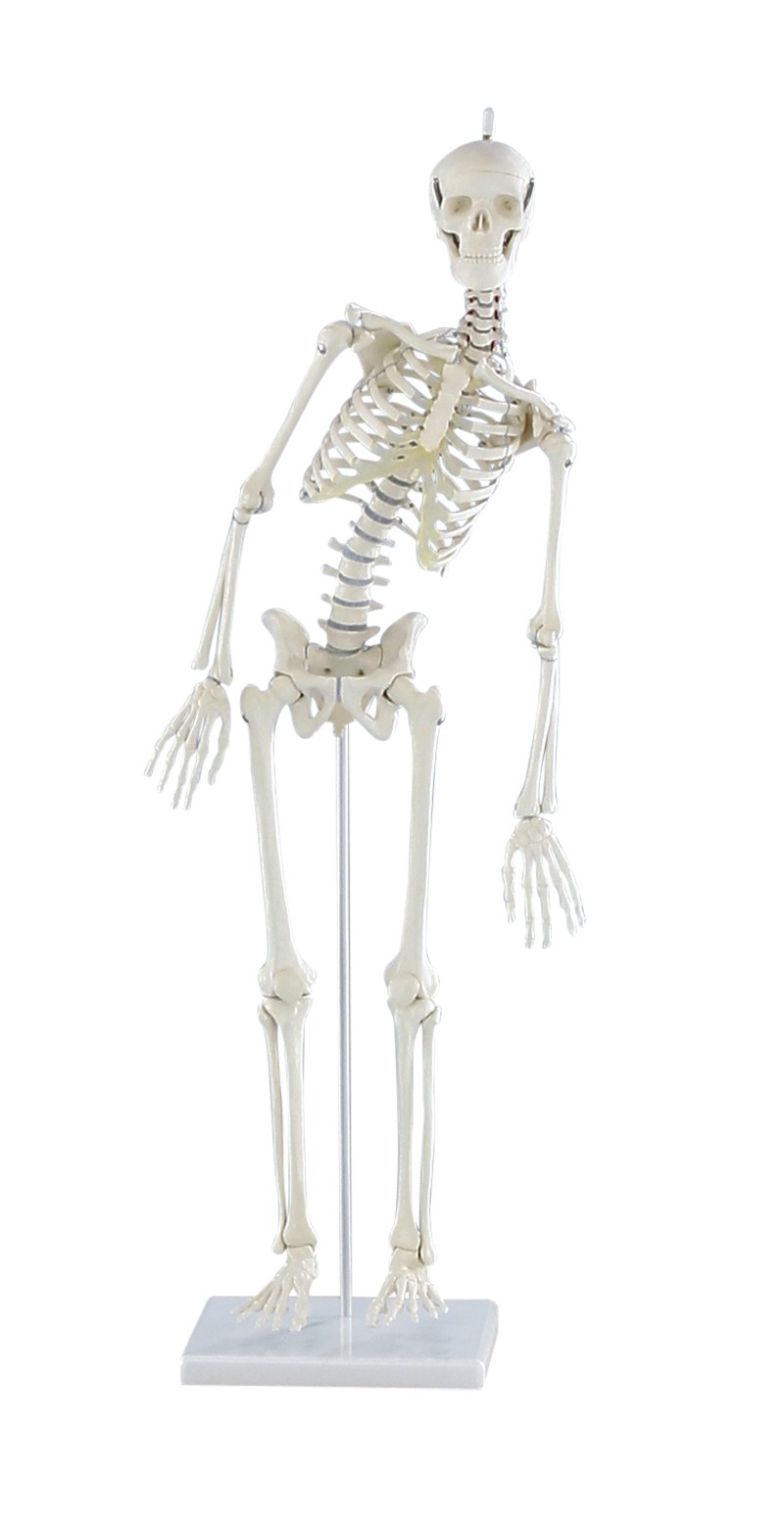 Miniaturowy szkielet „Paul” z ruchomym kręgosłupem - zdjecie nr: 1