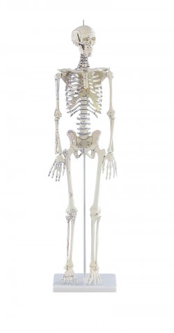 Miniaturowy szkielet „Daniel” z oznaczeniami mięśni - zdjecie nr: 1