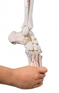 Model kończyny dolnej z połową miednicy, elastyczną stopą i oznaczeniami mięśni - zdjecie nr: 2