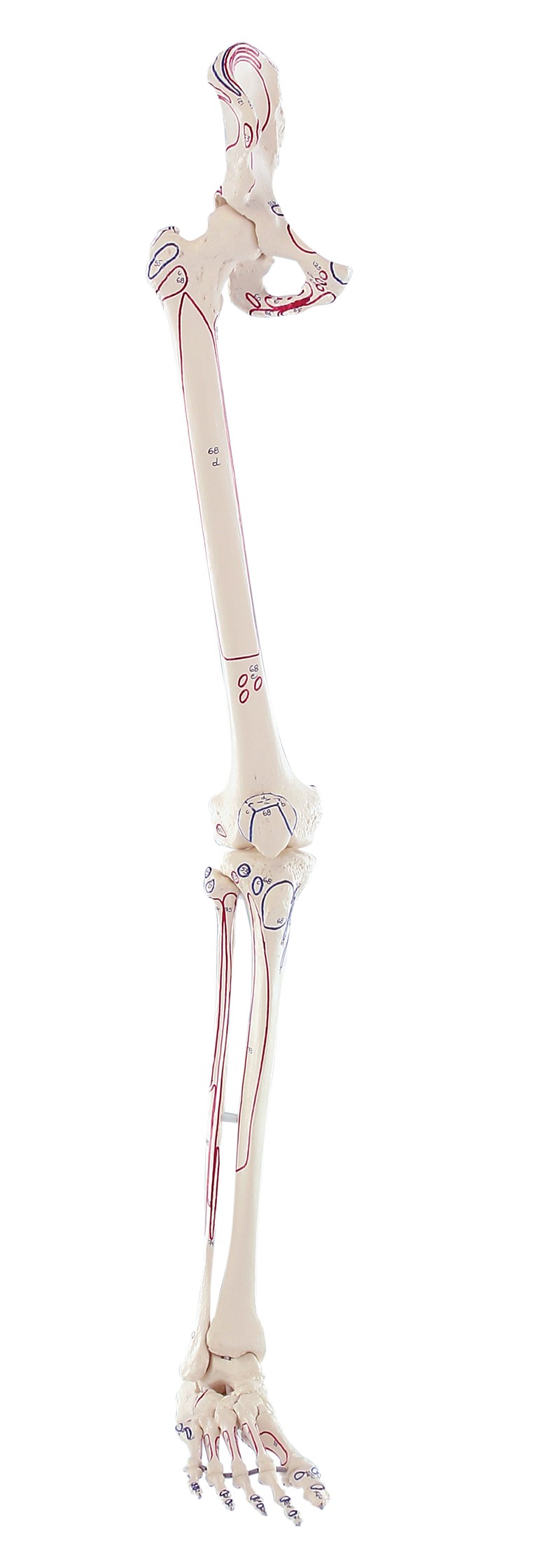 Model kończyny dolnej z połową miednicy, elastyczną stopą i oznaczeniami mięśni - zdjecie nr: 1