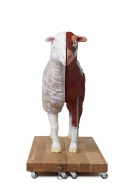 Model owcy, 12 cześci, 2/3 naturalnych rozmiarów - zdjecie nr: 6