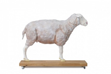 Model owcy, 12 cześci, 2/3 naturalnych rozmiarów - zdjecie nr: 1
