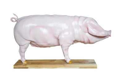 Model Świni Hodowlanej, 20 części, 1/2 wymiarów naturalnych, wyjmowane narządy - zdjecie nr: 2