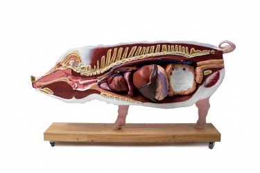 Model Świni Hodowlanej, 20 części, 1/2 wymiarów naturalnych, wyjmowane narządy - zdjecie nr: 3