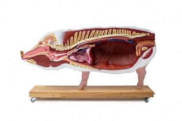 Model Świni Hodowlanej, 20 części, 1/2 wymiarów naturalnych, wyjmowane narządy - zdjecie nr: 5