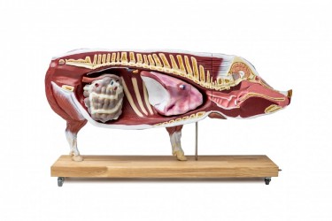 Model Świni Hodowlanej, 20 części, 1/2 wymiarów naturalnych, wyjmowane narządy - zdjecie nr: 6