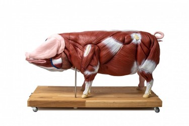 Model Świni Hodowlanej, 20 części, 1/2 wymiarów naturalnych, wyjmowane narządy - zdjecie nr: 1