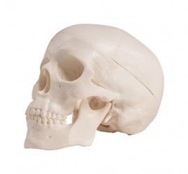 Miniaturowa czaszka, 3 części - zdjecie nr: 1