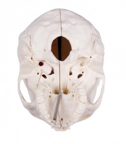Luksusowy model czaszki człowieka, 14 części, do zaawansowanej nauki - zdjecie nr: 10